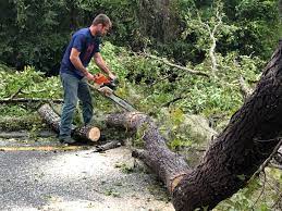 Turnersville, NJ Tree Removal Services Company