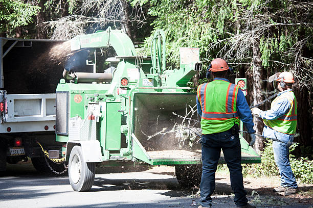 How Our Tree Care Process Works  in  Turnersville, NJ