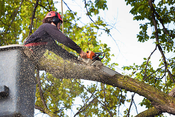 Best Commercial Tree Services  in Turnersville, NJ